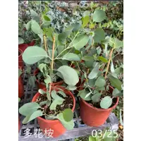 在飛比找蝦皮購物優惠-花花世界_香草植物*多花桉 * 5吋盆/高20-30cm/M