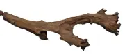 Driftwood Natural Heartwood Aquarium Fish Tank Reptile Deco Length 16 inches