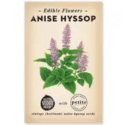 The Little Veggie Patch Co Anise Hyssop Heirloom Seeds