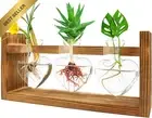 Plant Terrarium with Wooden Stand Heart Vase Kawaii Propagation Station