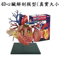 在飛比找蝦皮購物優惠-益智城《4D 人體模型/人體器官模型/DIY模型/心臟模型/