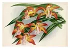 Cymbidium Tracyanum by Jean Linden Orchids A4 Art Print