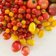Tomato seeds - Assorted 10 Packs