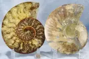 Large Ammonite Pair Deep Crystal Cavity 110myo Fossil 178mm XXL 7.1" 4280aa