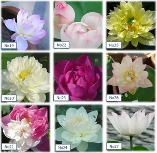 ♡小型蓮花♡高發芽率【滿額送】【45種荷花/蓮花種子】水生植物碗蓮種子睡蓮花盆水耕植物荷花種子水培盆栽花卉水草