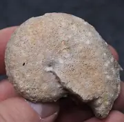 58mm Ammonite Chalcedony mineral Agate Fossil Ammonite Cretaceous Coniacian