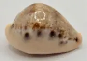 Cypraeidae Paradusta Hungerfordi - Hungerford's Cowry -Excellent Choice