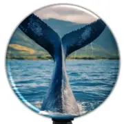 Whale Retractable Badge Reel, Swivel or Slide ID Badge Clip Holder - 6428