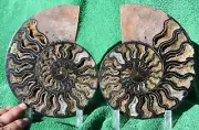 Large Black Ammonite Pair 187mm Deep Crystals XLARGE 7.4" 110myo Fossil a3951rr