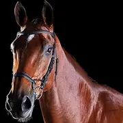 Collegiate Weatherbeeta Comfitec Training Bridle