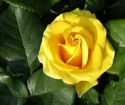 YELLOW ROSE GREEN LEAVES COMPUTER MOUSE PAD 9 X 7