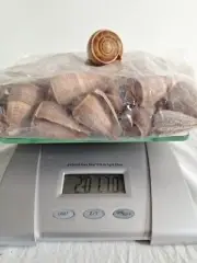 Over 2 Pounds, Conidae Conus Figulinus Sea Shells 1 To 2 Inches Crafting/resale.
