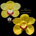 Cymbidium Seedling GB2211 (Coraki Glowing 'Kentlyn' x Laramie Joy 'Tall Gold')