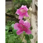 愛種花”非洲凌霄花/紫雲藤/粉凌霄枝條一隻15元