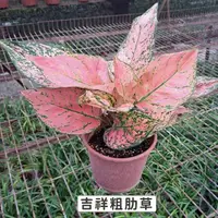 在飛比找momo購物網優惠-【Gardeners】吉祥粗肋草 6吋觀葉-1入(室內植物/