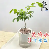 在飛比找蝦皮商城優惠-【小品文化】進財樹【現貨】3吋條紋圓免澆水盆栽 室內植物 室