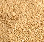 Avigrain Hulled Oats 3KG, Bird Seed Mix Food Feeding Birds Avian Avery Pet
