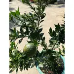 日本 八房 柑/ 1尺～頂級盆栽植物