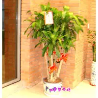 在飛比找PChome商店街優惠-【P-043】巴西鐵樹盆栽:室內盆栽-地上型盆栽-發財樹盆栽