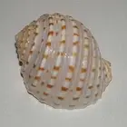 Tonna shell x 5 - craft-hermit crabs-wedding-beach decoration
