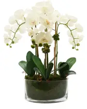 Creative Displays Orchid Arrangement in Glass Vase
