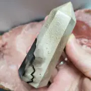 Fossilized Palm Root Generator Tower Indonesia Crystals Minerals Stones F