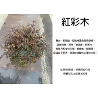 在飛比找蝦皮購物優惠-心栽花坊-紅彩木/紅檵木/波波草/圓球/造型樹/8吋盆/觀花