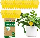Yellow Sticky Traps - 30 Pack - Fruit Fly, Fungus Gnat, Whitefly Control