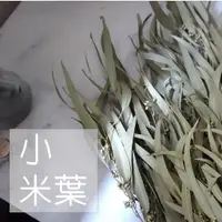 在飛比找蝦皮購物優惠-My Wonderful 插花超美！北歐風【小米葉】天然乾燥