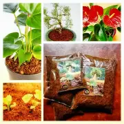 COCONUT PEAT/COCO COIR PEAT/NEW"100% Natural Organic,anthurium,okid,GROWIN MEDIA