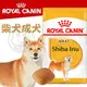 此商品48小時內快速出貨》BHN 法國新皇家飼料《柴犬成犬S26》4KG(超取限1包)