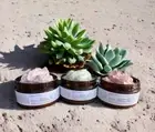 Exfoliating body scrub. Honeysuckle + Dandelion root with walnut shell. 200g