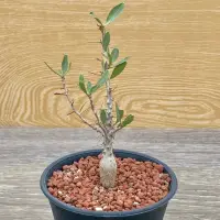 在飛比找蝦皮購物優惠-觀峰玉Fouquieria columnaris 《冬型種》