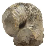 Ammonite Hoploscaphites nebrascensis (EA6201) Fossil Shell Cretaceous