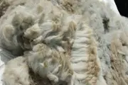 Huacaya Alpaca raw fleece Grey colour 200g extra fine Australian 10 sm staple