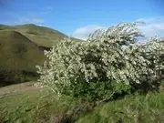 TAGASASTE/Tree Lucerne 40 Seeds