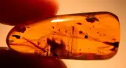 Ortheziid Hemipteran with Mite on Debris in Burmite Amber Fossil Dinosaur Age