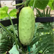 Cucumber - German Pickling seeds