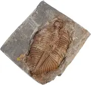 iplusmile Real Trilobite Specimen Ancient Marine Paleontology Collection for Education