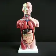 Human 42cm Male Torso Anatomical Model Skeleton - Medical Anatomy