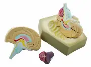 Eisco Labs 4 Part Human Brain Model - Hand Painted