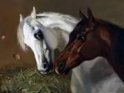 Two horses E. Volkers Accent Tile Mural Kitchen Wall Backsplash Marble Ceramic