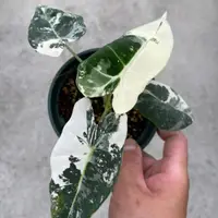 在飛比找蝦皮購物優惠-斑葉絨葉觀音蓮 Alocasia Frydek Varieg