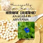 順勢糖球【琉璃繁縷●ANAGALLIS ARVENSIS】HOMEOPATHY