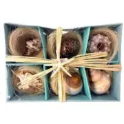6 Real Natural Shell Seashells in Gift Box