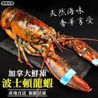 在飛比找PChome24h購物優惠-【海肉管家】活凍特大波士頓龍蝦(4隻_500~600g/隻)