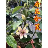 在飛比找蝦皮購物優惠-勿直接下標 含笑 含笑花 香花植物 盆栽 樹苗 香蕉花 白蘭