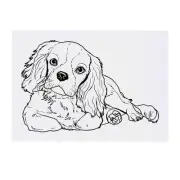 'Cavalier King Charles Spaniel' Temporary Tattoos / Transfers (TO00043972)