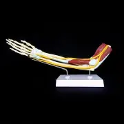 Anatomical Advanced Muscled Elbow Joint Model - Arm Skeleton Muscle Anatomy