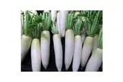 RADISH 'Daikon' / Minowase / Japanese Radish seeds